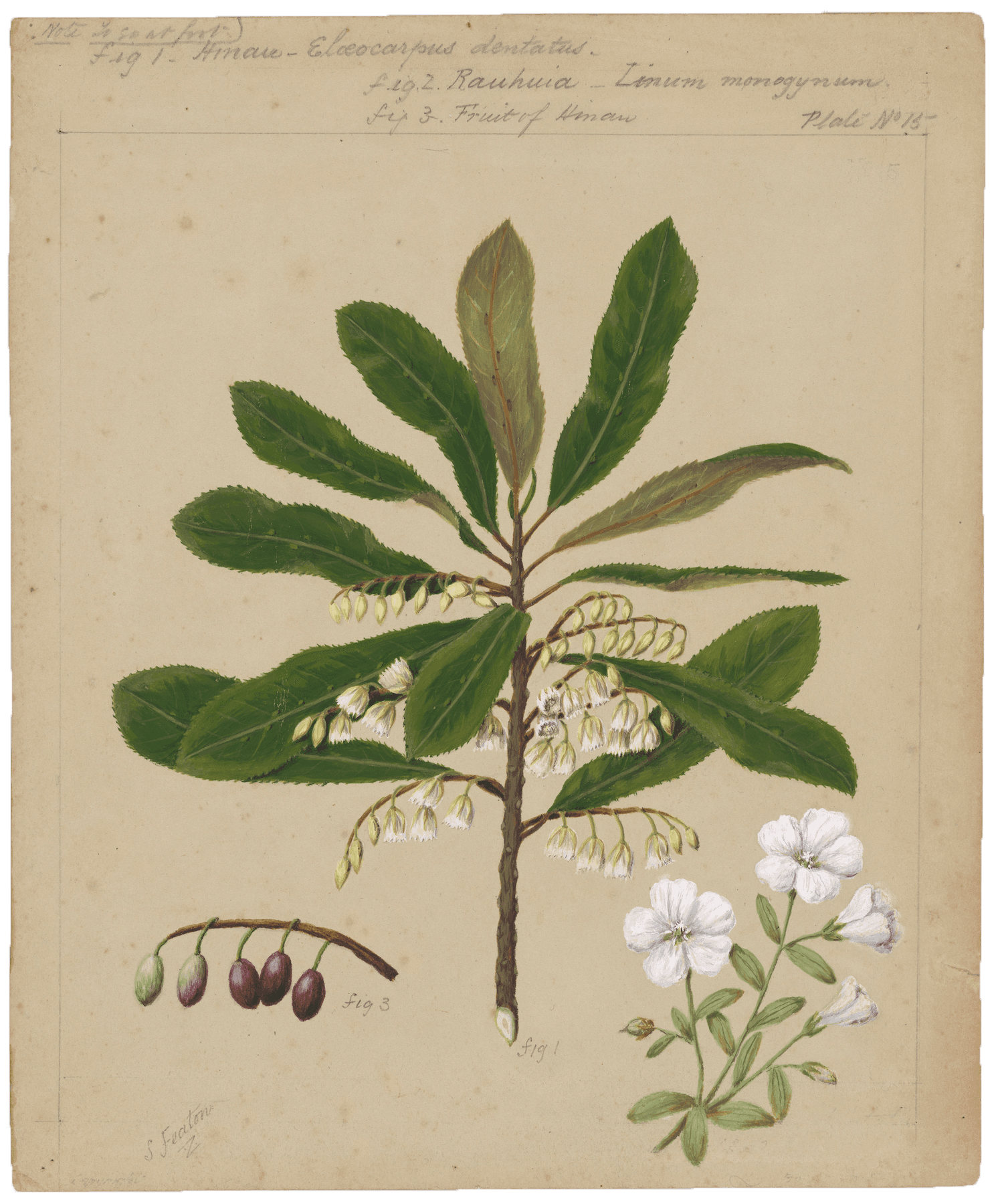 A painting of hinau leaves, berries and flowers